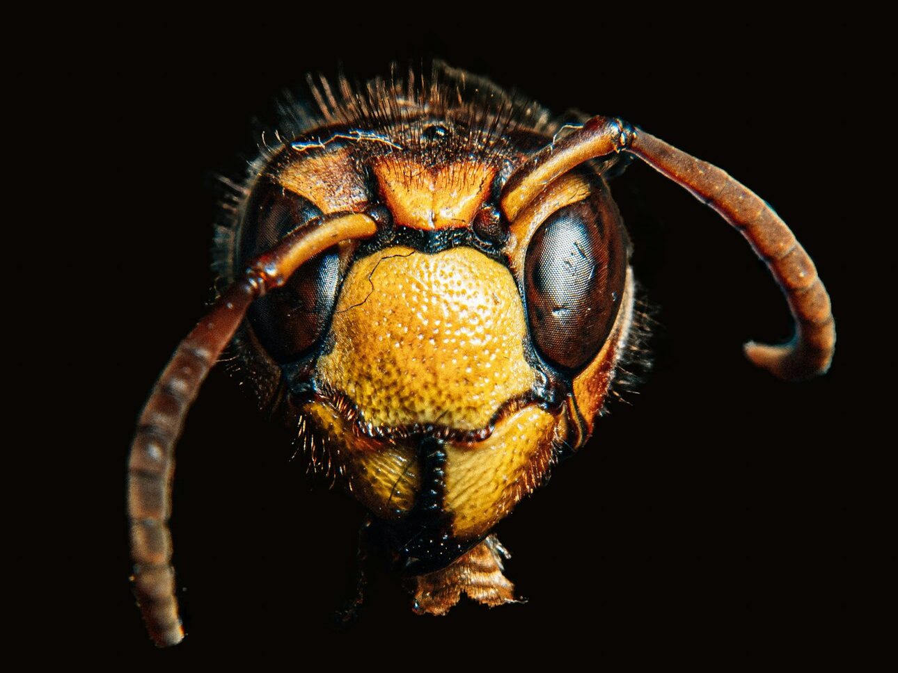 brown insect