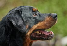 a close up of a dog with its mouth open
