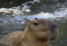 Brown Animal in the Water