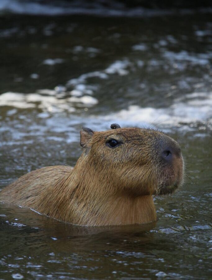 Brown Animal in the Water
