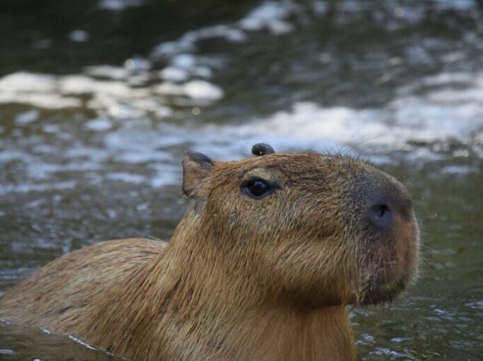 Brown Animal in the Water