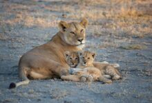 Brown Lioness on Brown Field