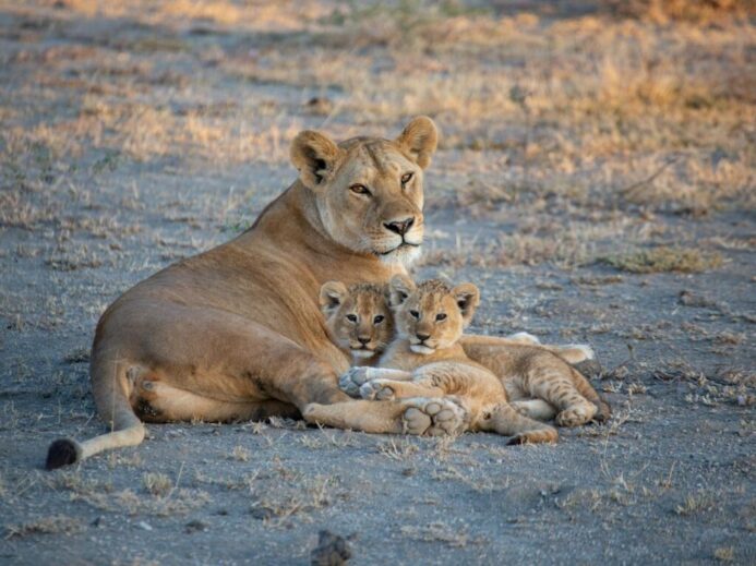 Brown Lioness on Brown Field