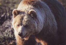 A Grizzly Bear