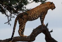 leopard standing on a tree branch
