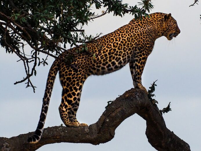 leopard standing on a tree branch