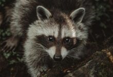 Fluffy adorable raccoon on grass