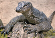Palawan Water Monitor Lizard on The Beach
