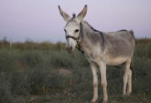 grey donkey