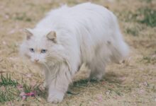 white cat on brown grass field during daytime