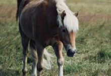 brown and white horse standing on green grass field during daytime