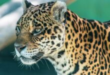 a close up of a leopard near a tree branch