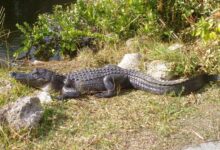 Aligator genießt die Sonne