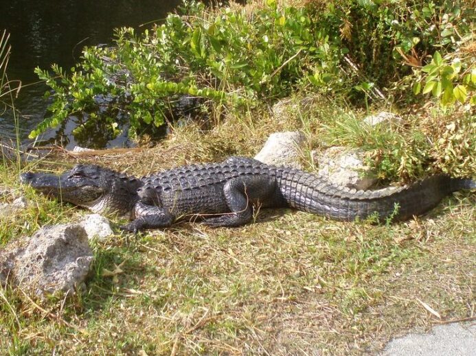 Aligator genießt die Sonne