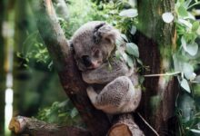 koala sleeping on tree branch
