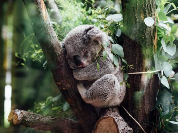 koala sleeping on tree branch