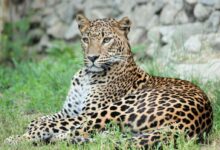 brown and black leopard on green grass during daytime