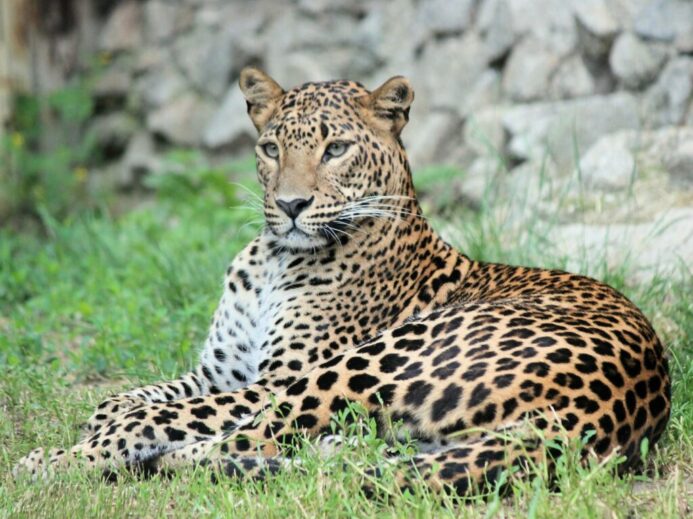 brown and black leopard on green grass during daytime