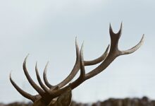 close-up photo of antler during daytime