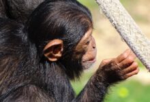 black monkey holding gray rope