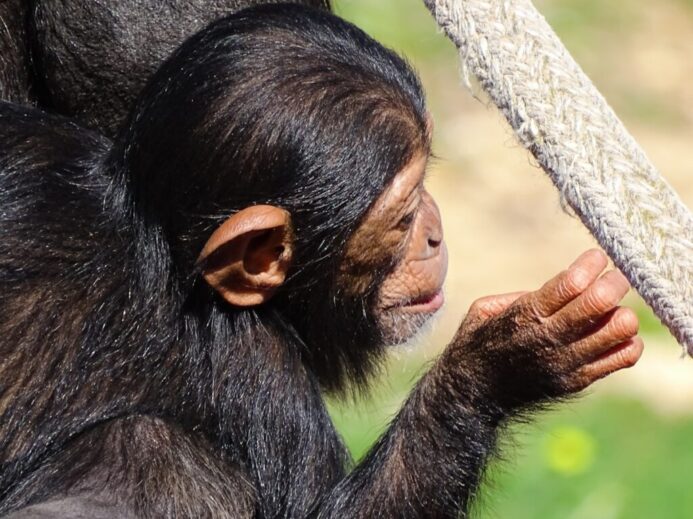 black monkey holding gray rope