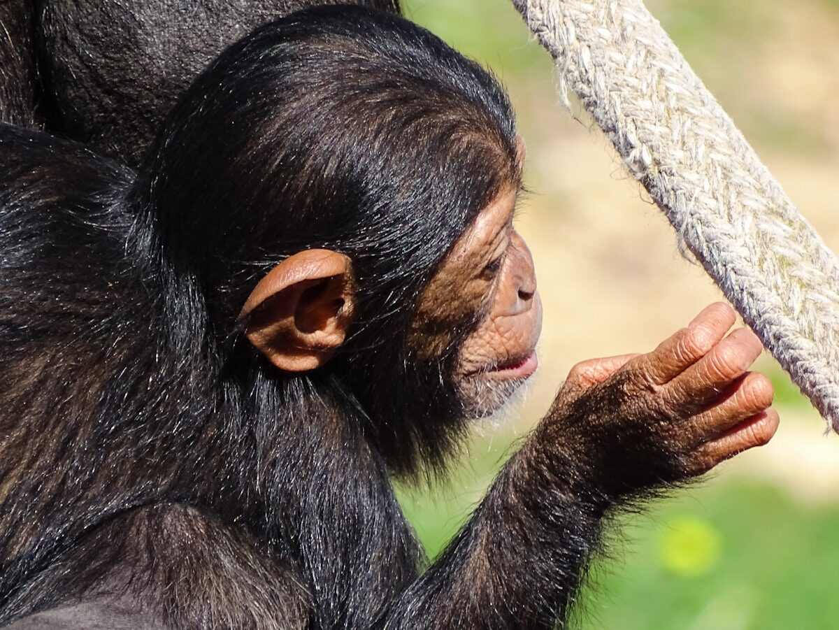 black monkey holding gray rope