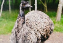 gray ostrich on green grass field during daytime