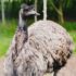 gray ostrich on green grass field during daytime