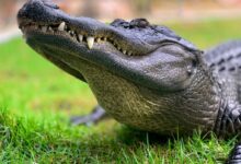 crocodile on green grass during daytime