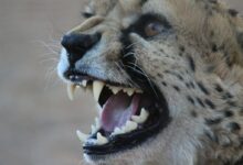 brown and black cheetah face