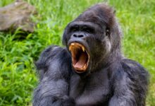 gorilla lying on green grass during daytime
