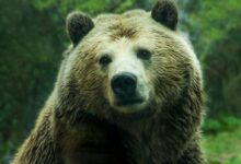 brown bear near grass field