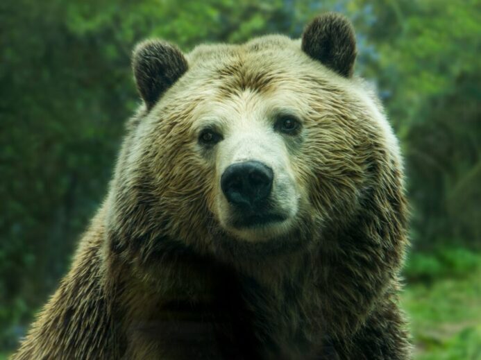 brown bear near grass field