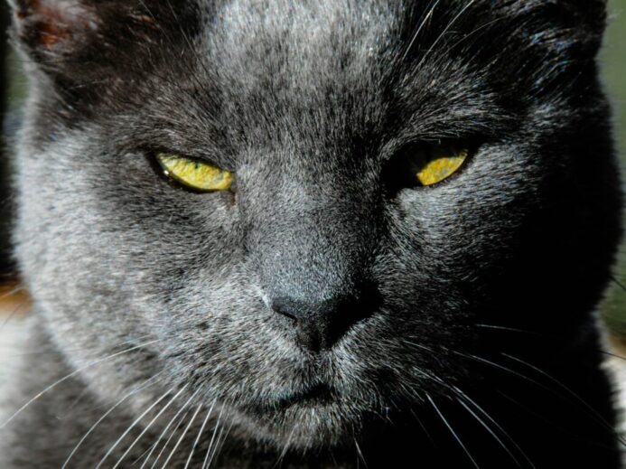 black cat with yellow eyes
