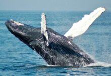 blue whale on sea