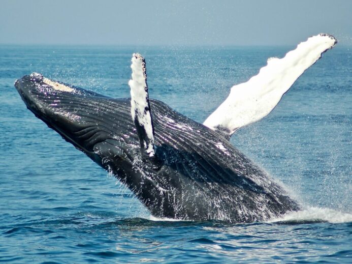 blue whale on sea