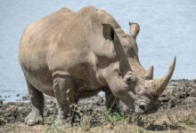 rhinoceros near body of water