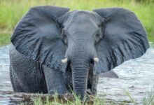 grey elephant in water
