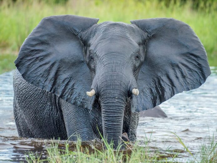 grey elephant in water