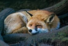brown fox lying on black rock