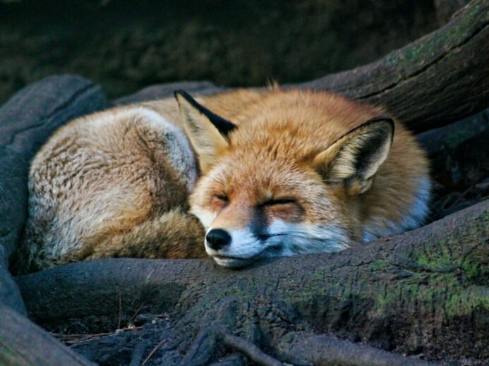 brown fox lying on black rock