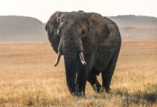 elephant on grass during daytime