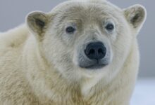 white polar bear in close up photography