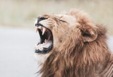 brown lion with white tongue out