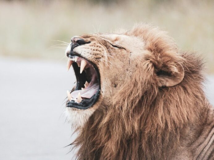 brown lion with white tongue out
