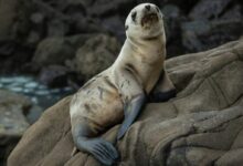 photo of brown seal standing on rock formation