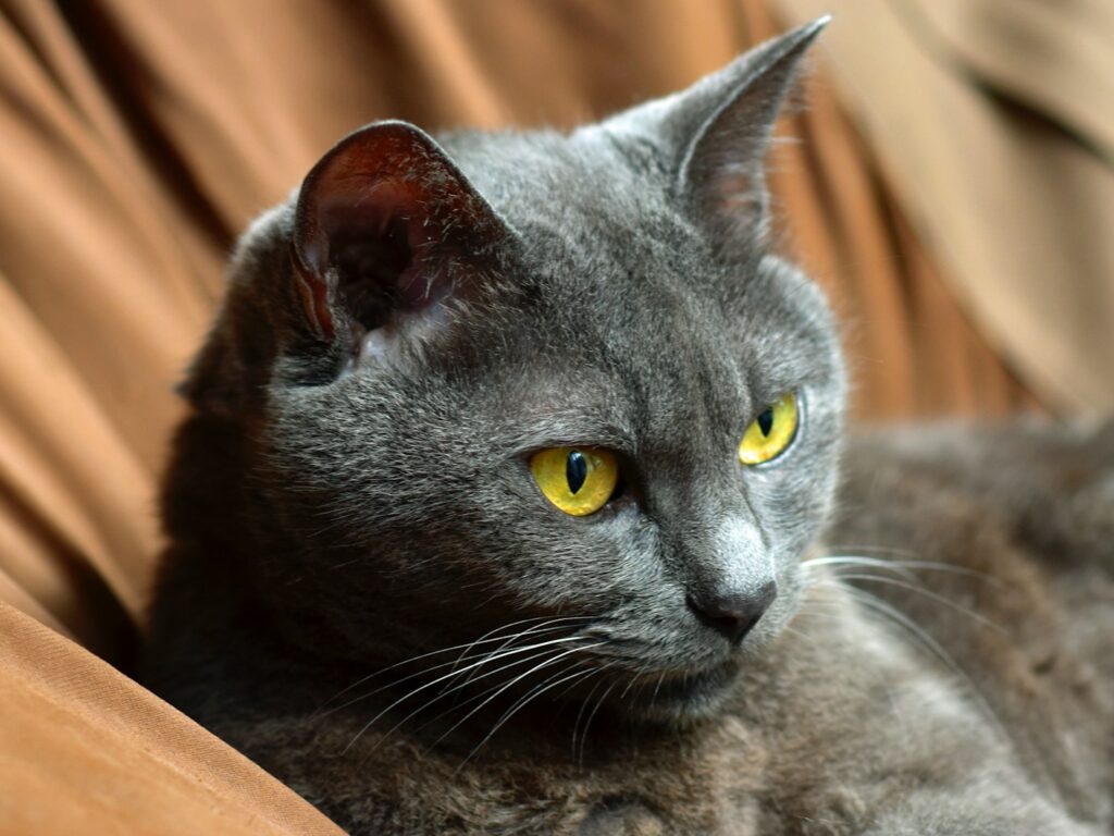 - NeposlušnéTlapky russian blue cat on brown wooden table