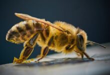 yellow and black bee on black surface