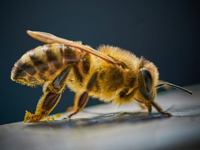 yellow and black bee on black surface