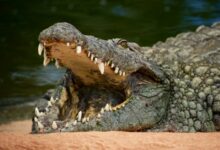crocodile on body of water during daytime